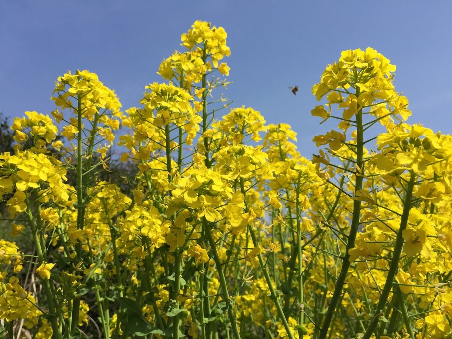 Горчица сарептская (Brassica juncea l.)