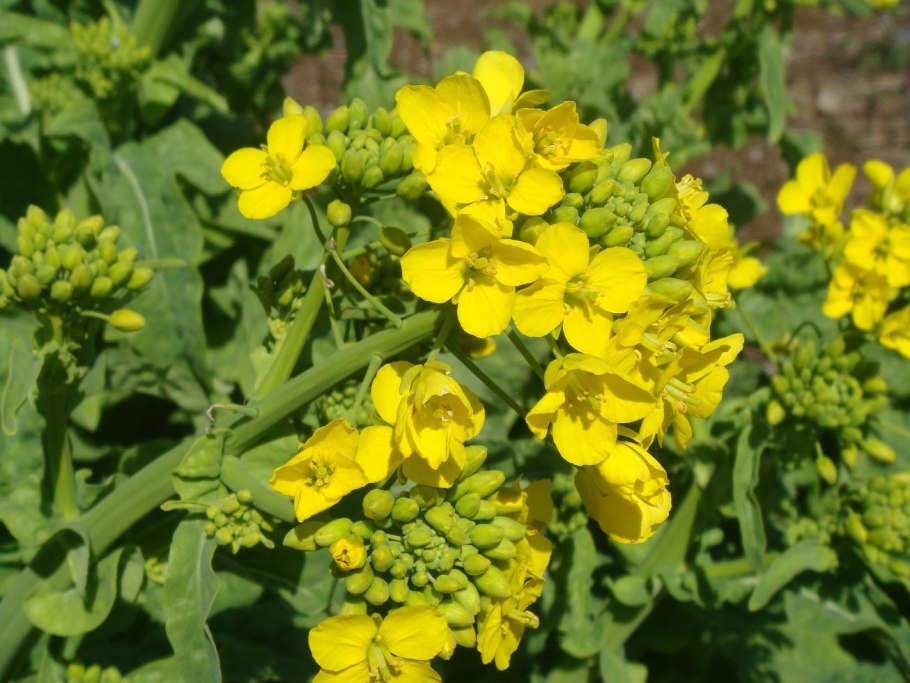Горчица сарептская — Brassica juncea