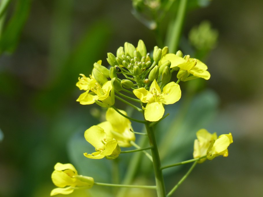 Горчица сарептская (Brassica juncea l.)