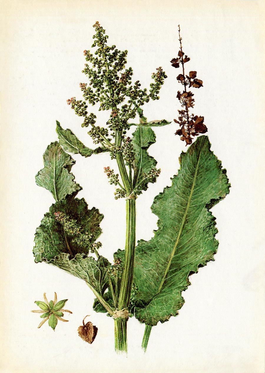 Лошадиная трава. Щавель конский. Щавель конский трава. Конский щавель (Rumex crispus). Щавель конский Фармакогнозия.