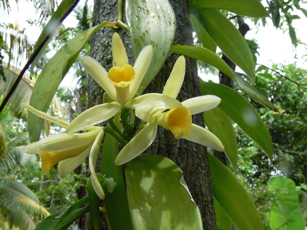 Ваниль растение. Плосколистная (Vanilla planifolia. Орхидеи Vanilla planifolia. Ваниль Лиана. Ваниль душистая Vanilla fragrans.