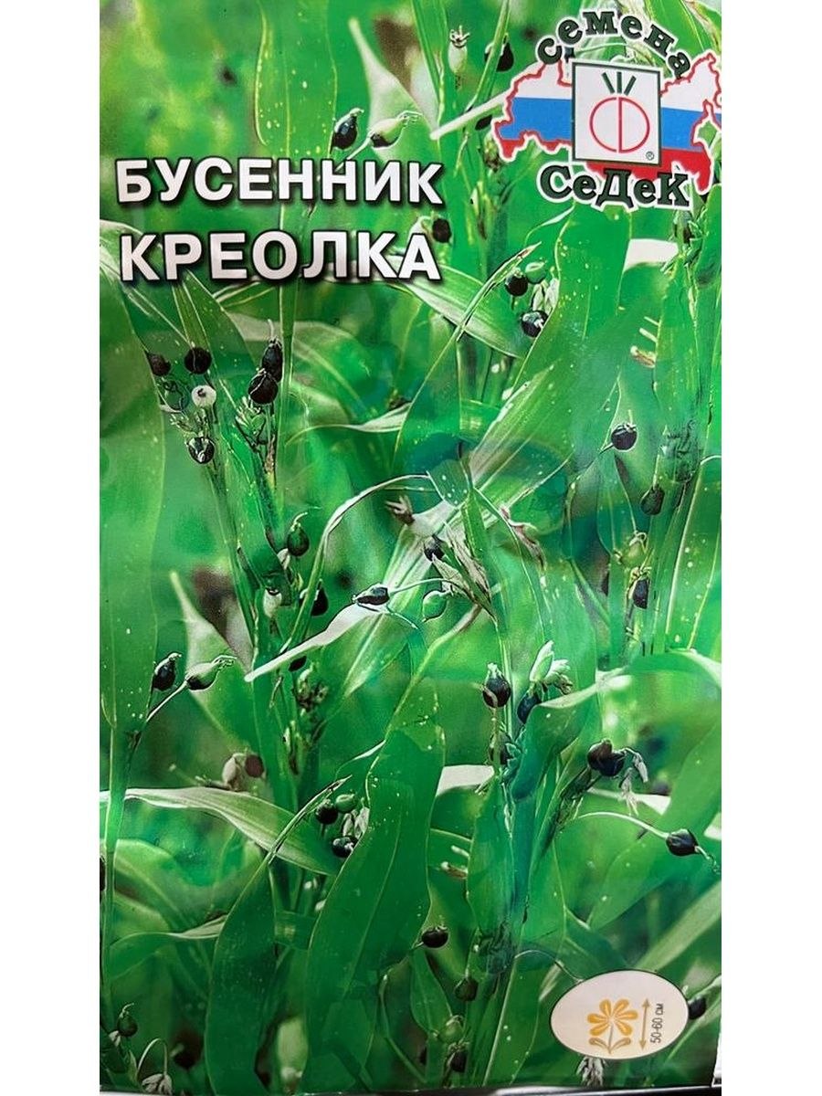 Бусенник обыкновенный (59 фото)