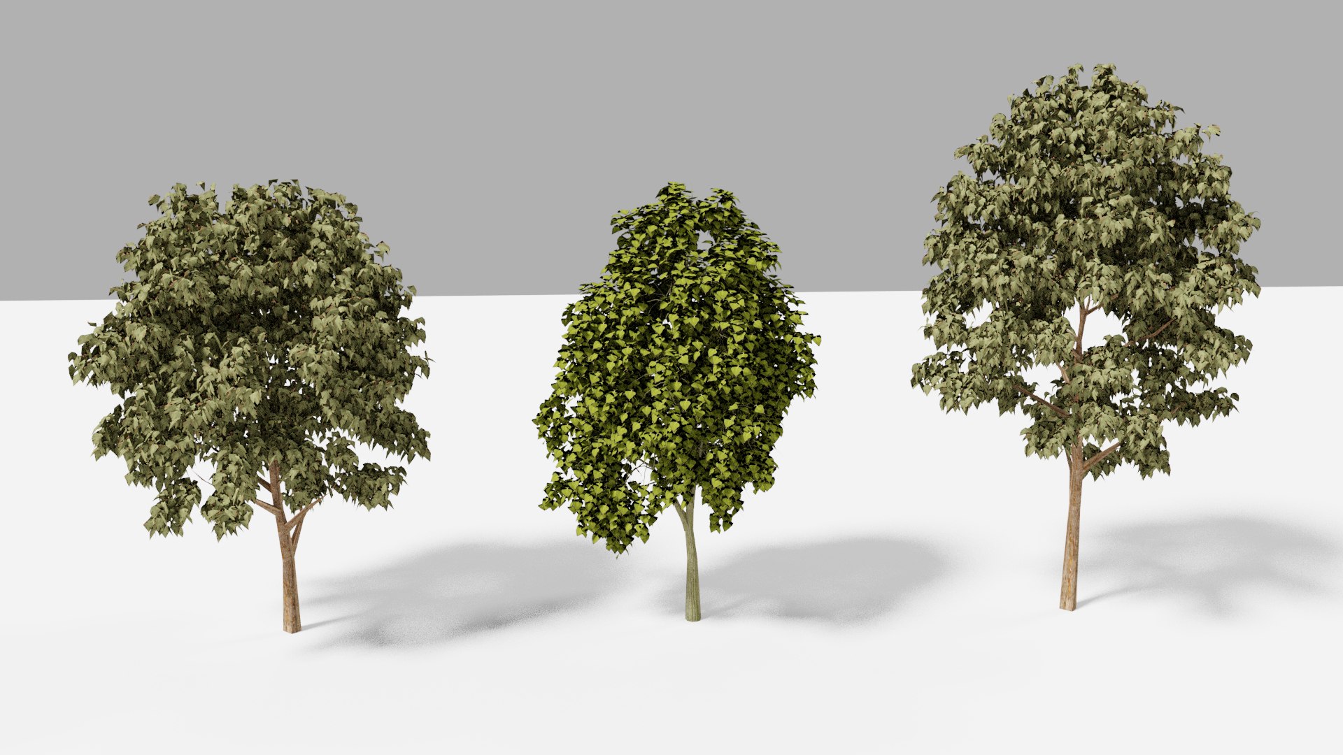 Tree 3. Дерево для 3d Max. Деревья в 3ds Max. Модель дерева для 3d Max. Модель дерева сверху.