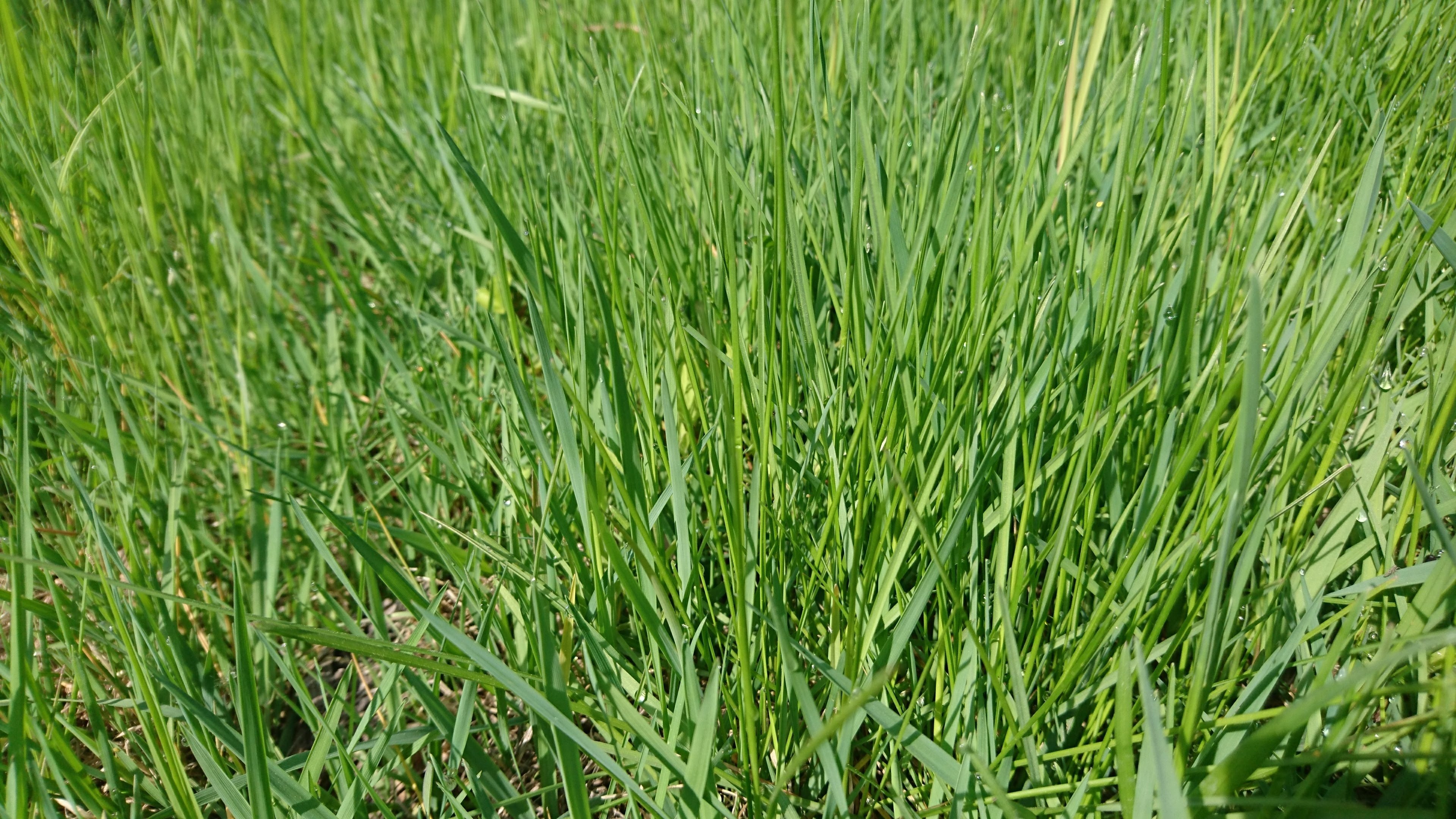 Самая обычная трава