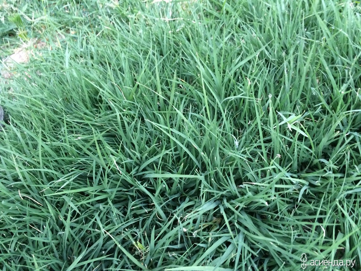 Самая обычная трава