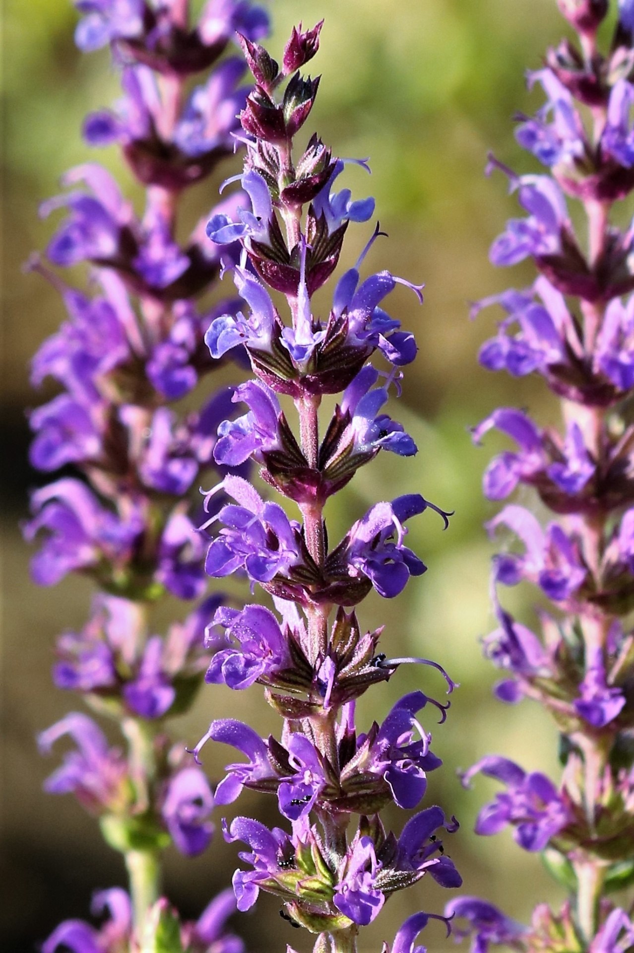 Шалфей Salvia nemorosa Night field