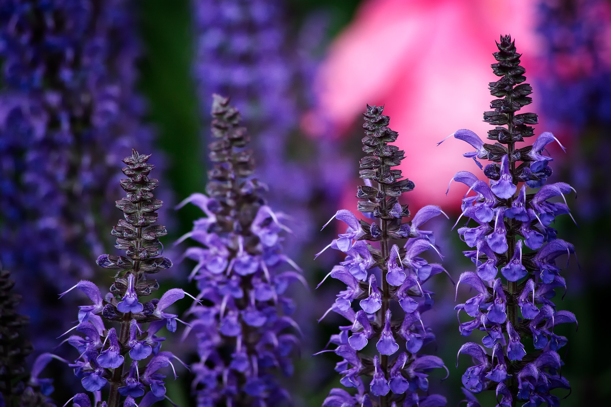 Растение век. Шалфей Salvia. Сальвия (шалфей). Цветок Сальвия шалфей. Шалфей Salvia nemorosa Night field.