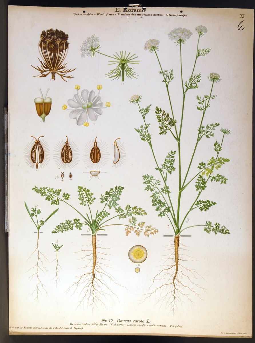 Daucus carota строение цветка