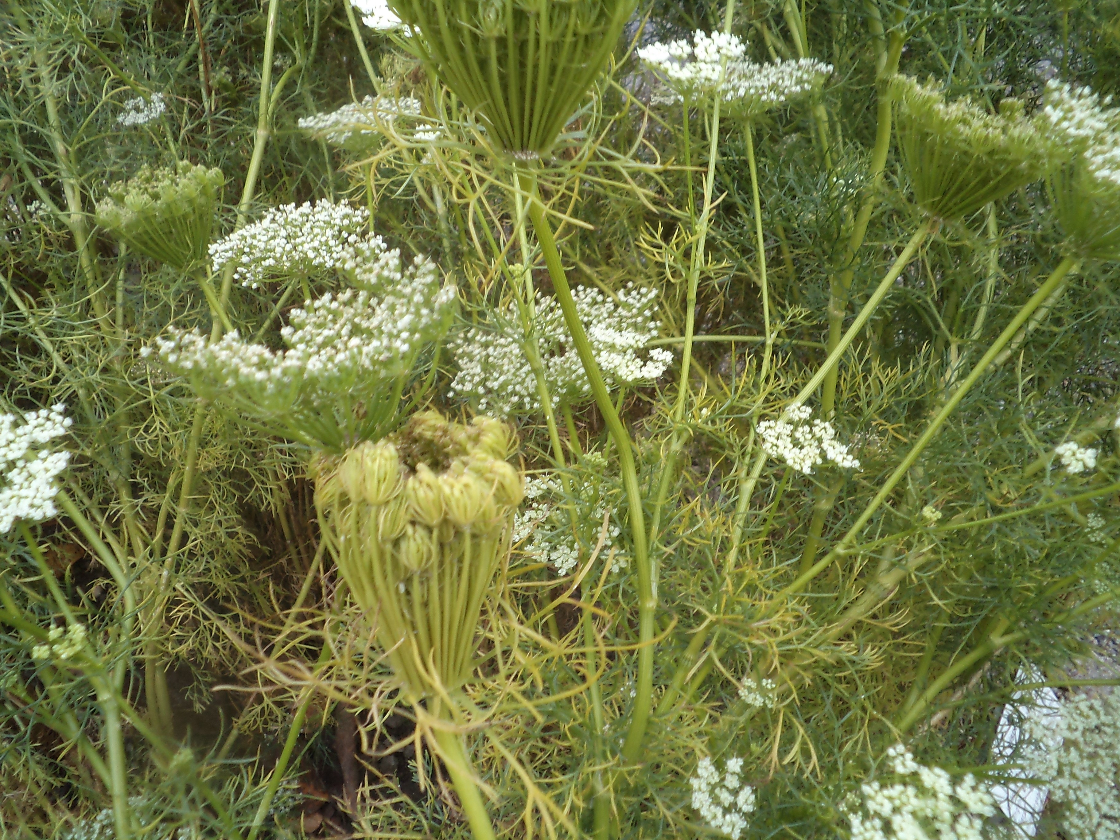 РђРјРјРё Visnaga