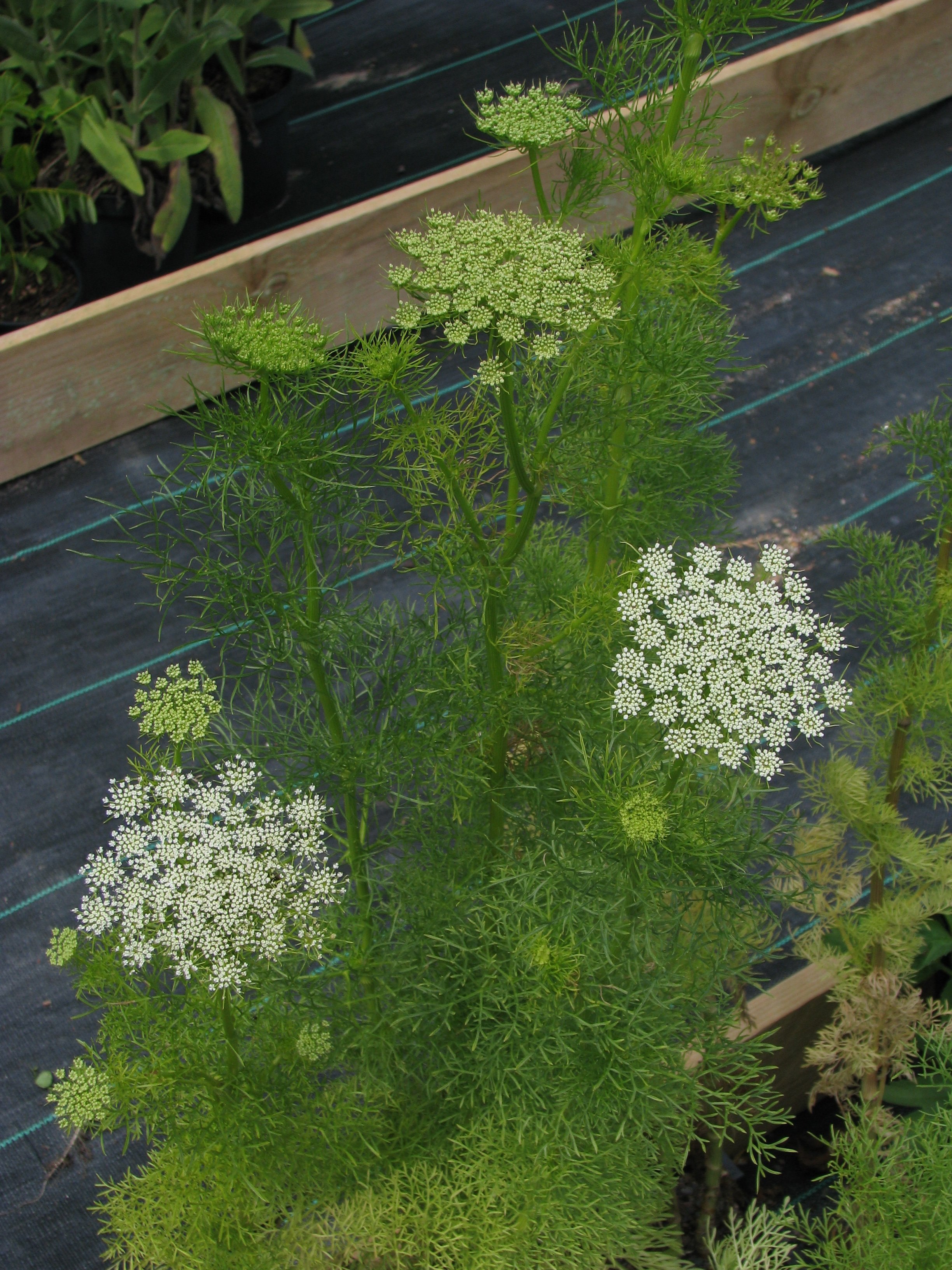 Ammi majus l