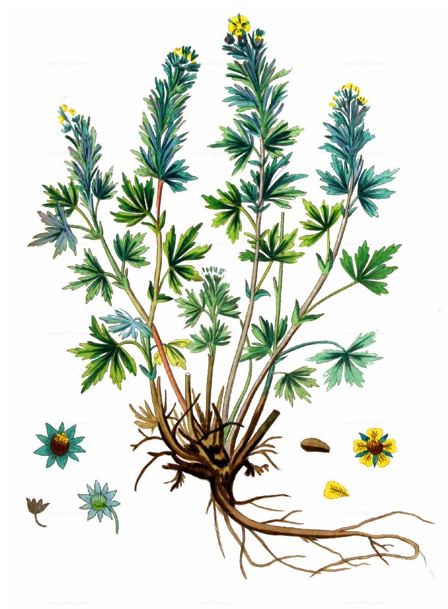 Лапчатка серебристая - Potentilla argentea