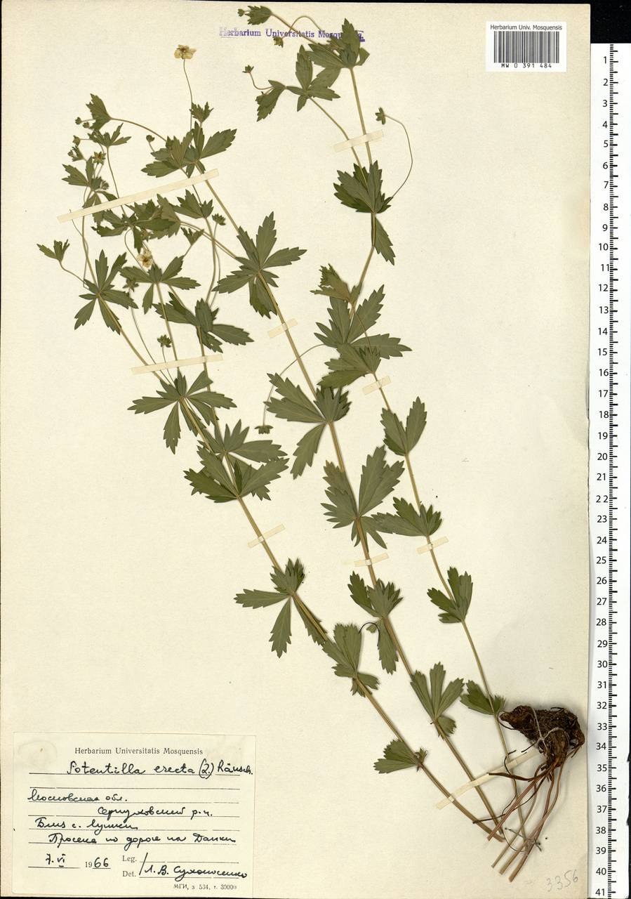Лапчатка прямостоячая (калган) — Potentilla erecta Raeusch
