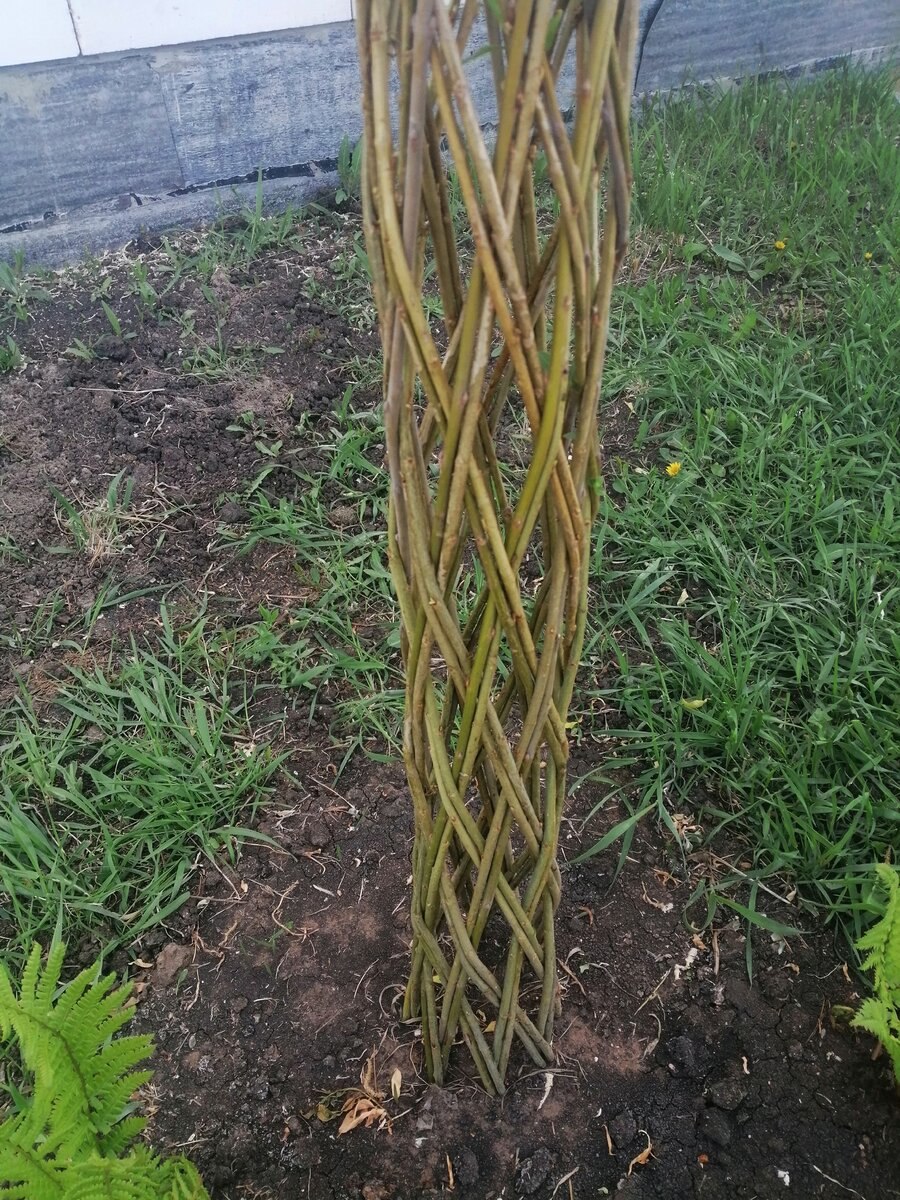 Ива плетеная датские корни