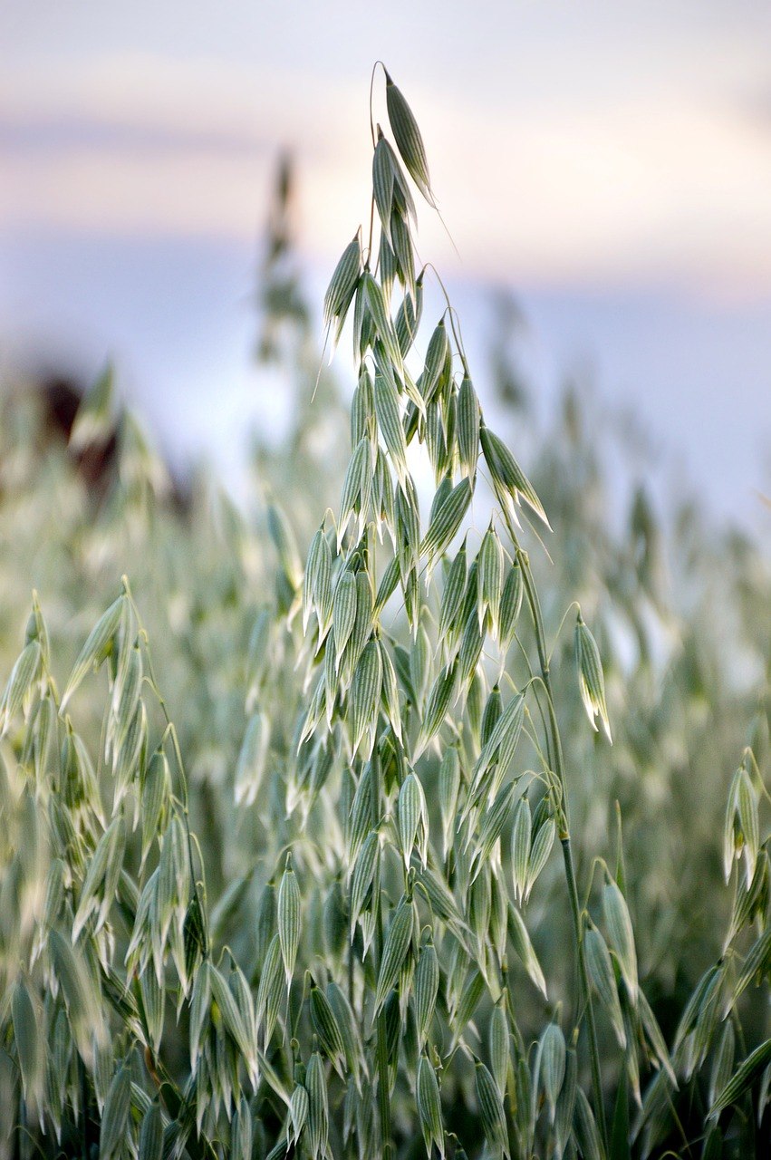 Овес посевной (Avena Sativa)