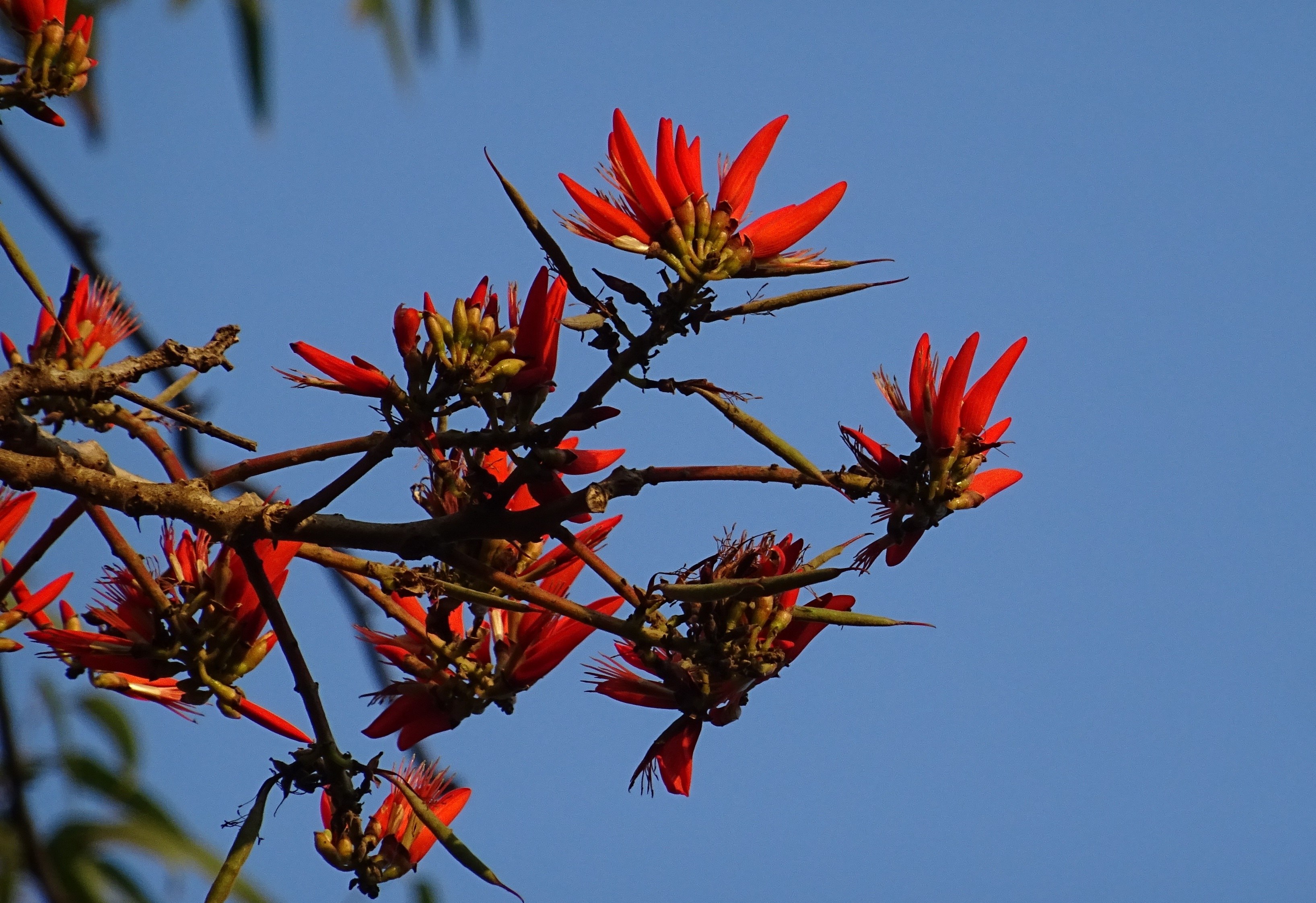 Представители красных растений. Эритрина Гавайская. Erythrina acanthocarpa. Эритрина Пурпл. Эритрина тигровый коготь.