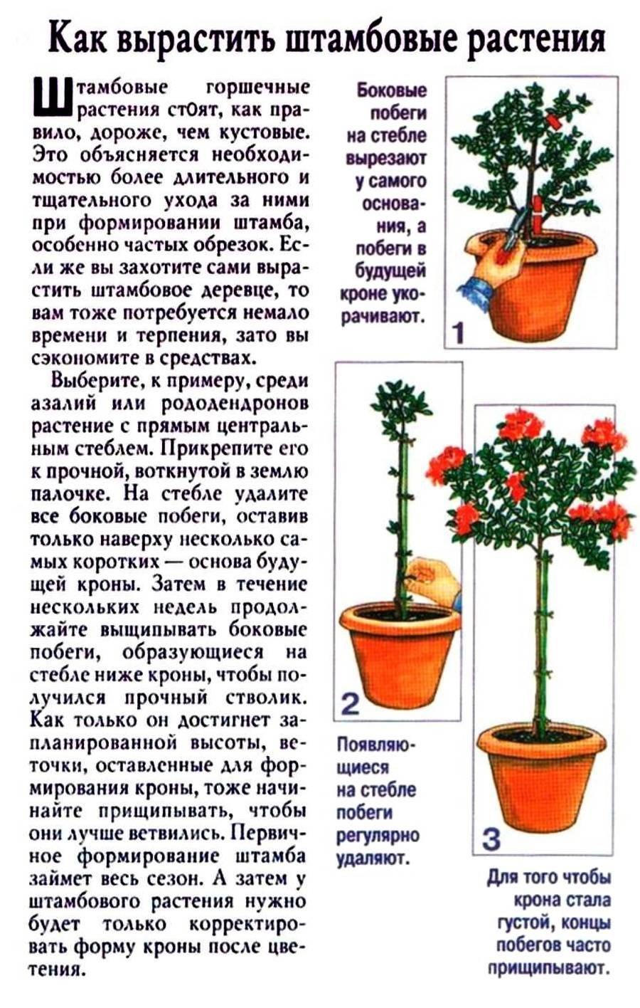 Посадка штамбовой розы