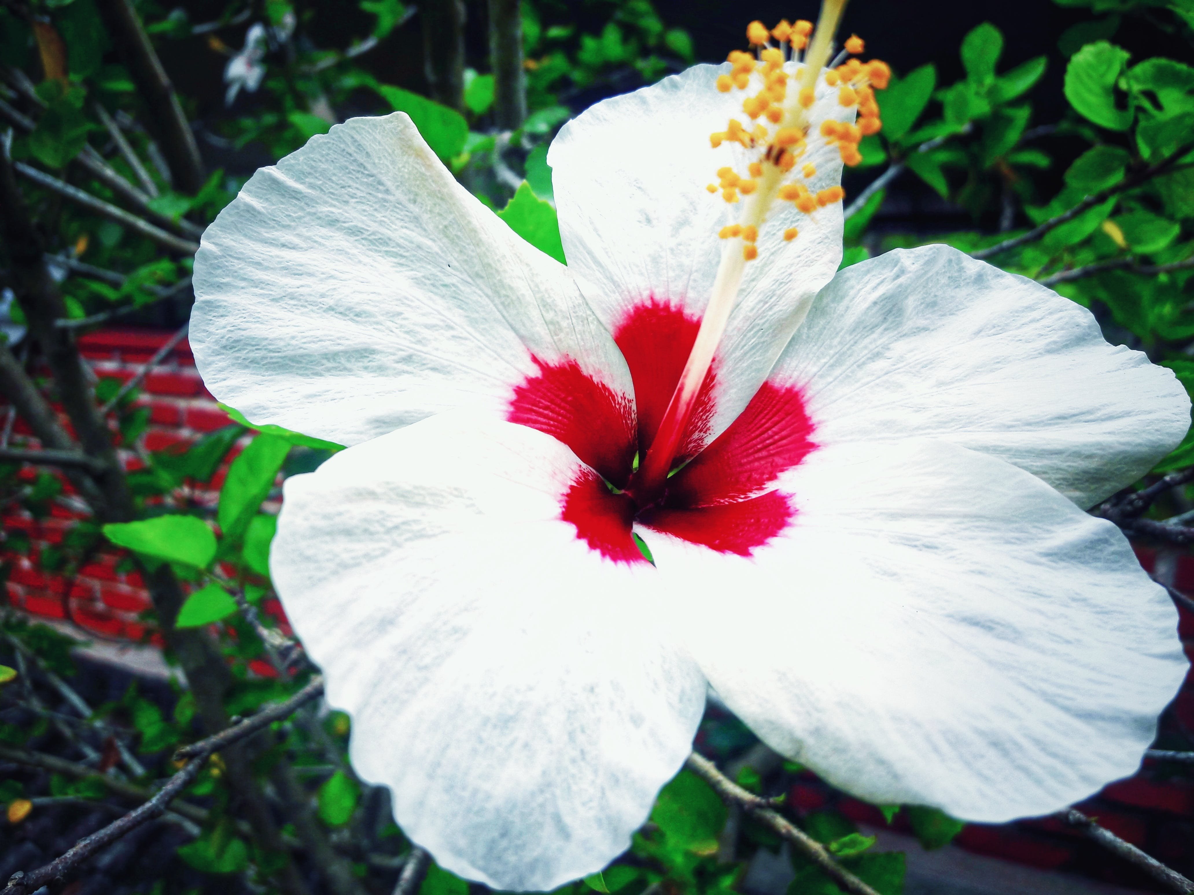 Растения шри ланки. Цветы Шри Ланки. Национальный цветок Шри Ланки. Белый цветок Шри-Ланка.