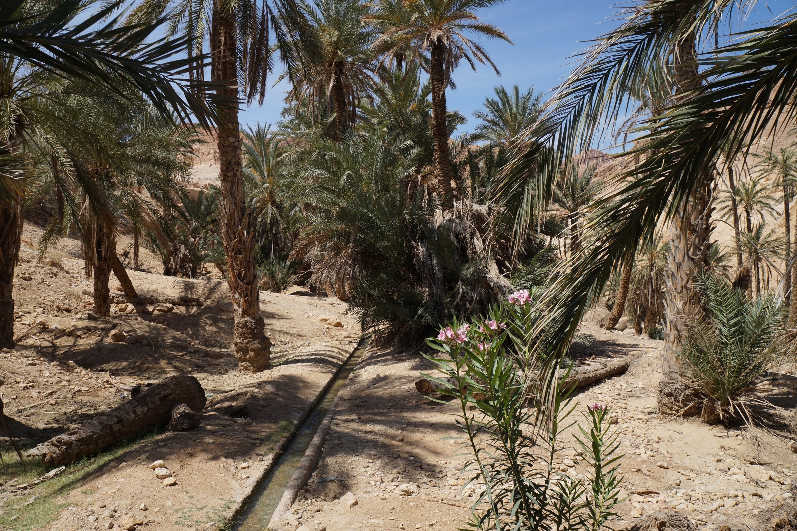 Оазис мир где. Финиковая Пальма в оазисе. Финиковые пальмы в Египте. Растения пустыни финиковая Пальма. Сахара оазисы с финиковыми пальмами.