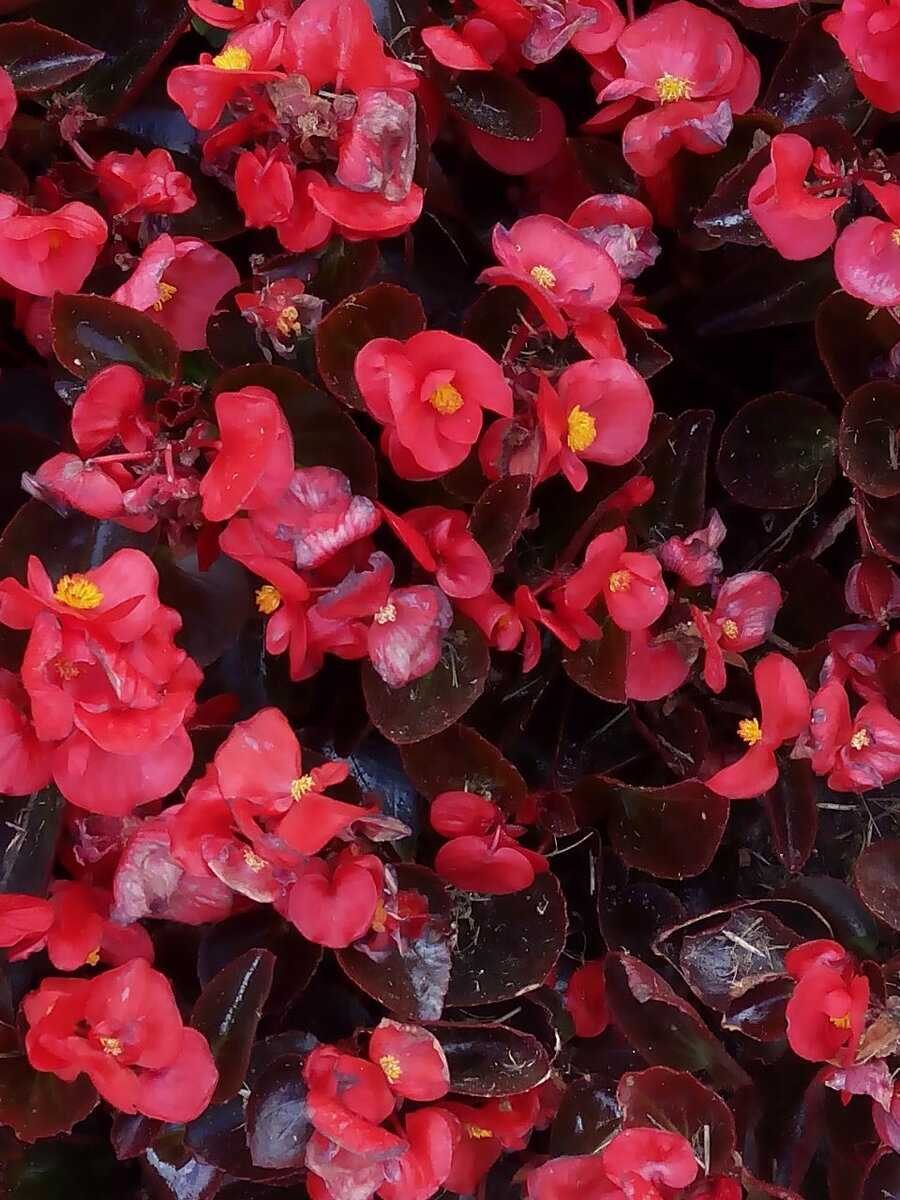 Бегония Оломоуц вечноцветущая