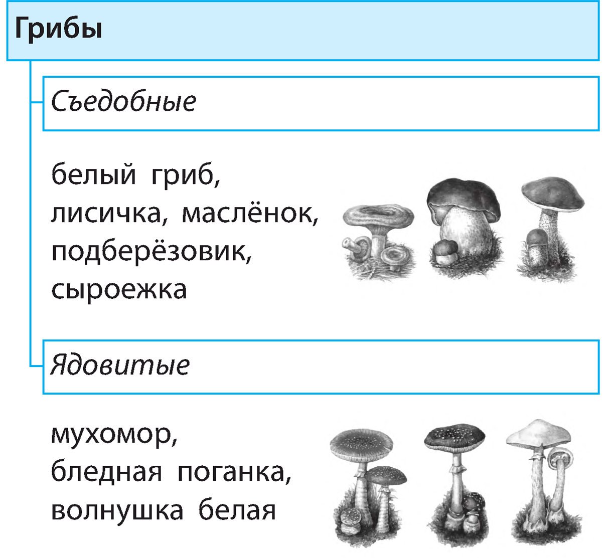Таблица грибов. Съедобные и несъедобные грибы таблица.