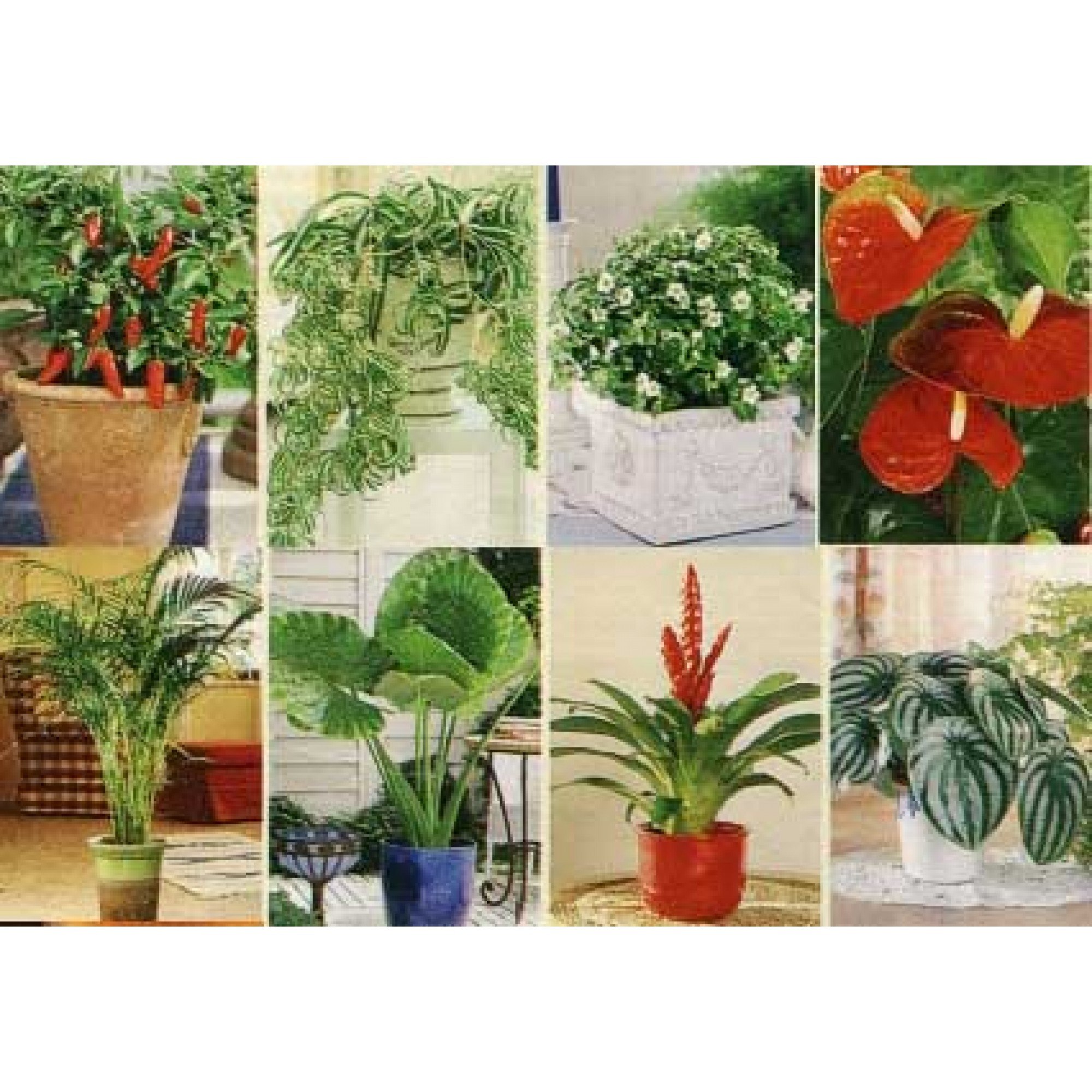 аллергенные комнатные растения фото и названия
