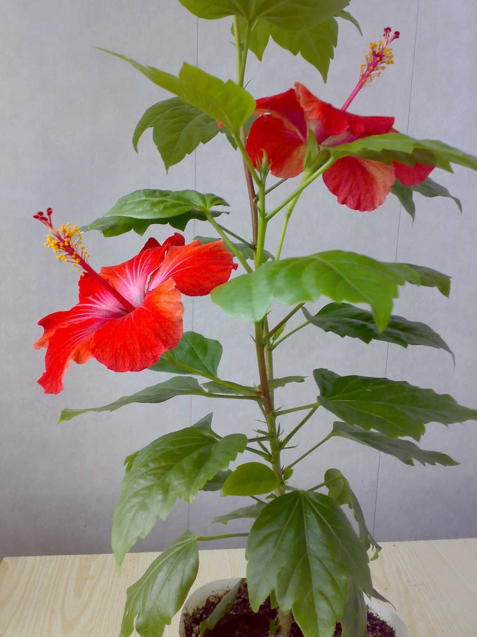 Красное комнатное растение фото