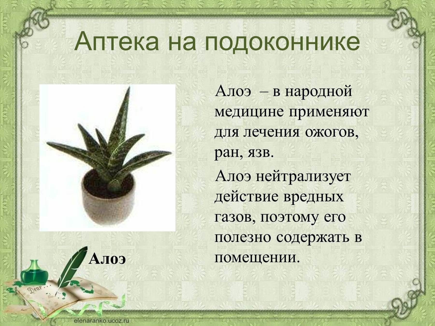 Алоэ сообщение. Алоэ комнатное растение. Алоэ комнатное растение описание. Сообщение о комнатном растении. Рассказ о комнатном растении.