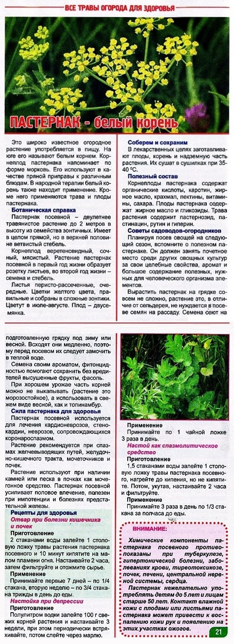 Трава Пастернак лечебные