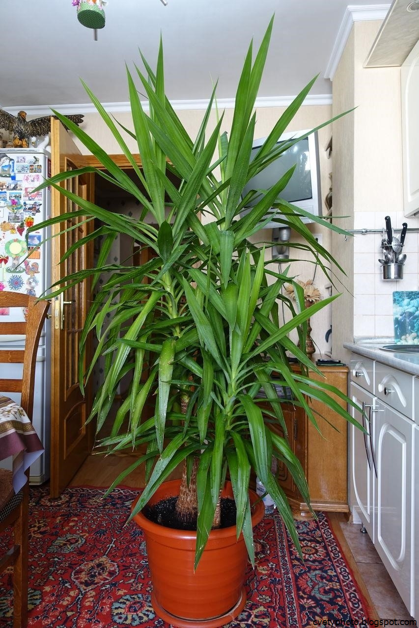 Юкка алоэлистная