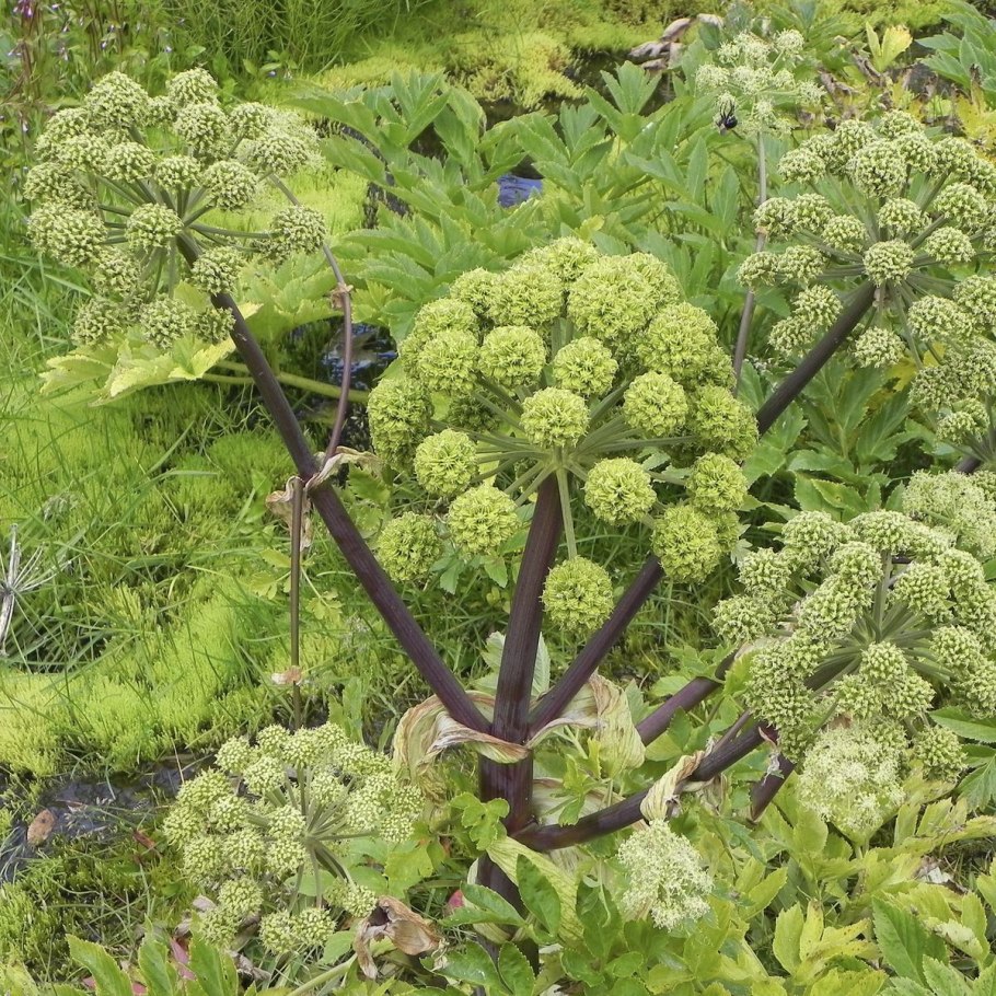 Дягиль аптечный