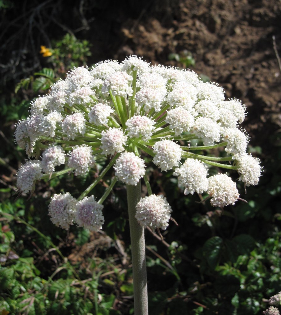 Дудник Ангелика дягиль