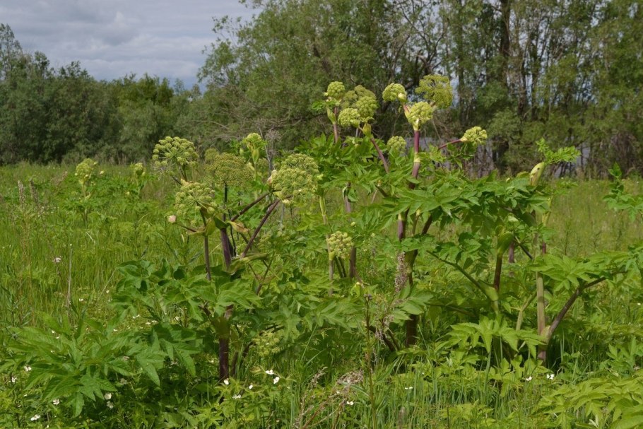 Дягиль Прибрежный