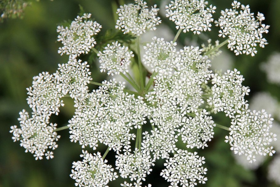 Зонтичное дягиль