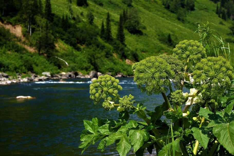Дягиль Дудник лекарственный