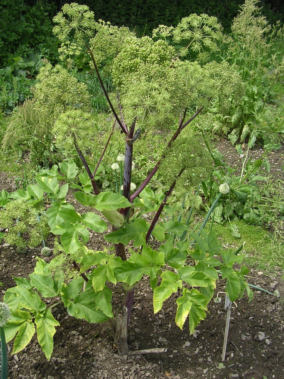 Дягиль – archangelica officinalis