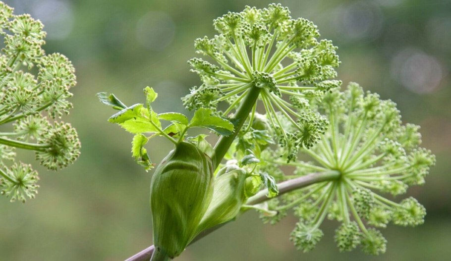 Дягиль лекарственный (Angelica archangelica)