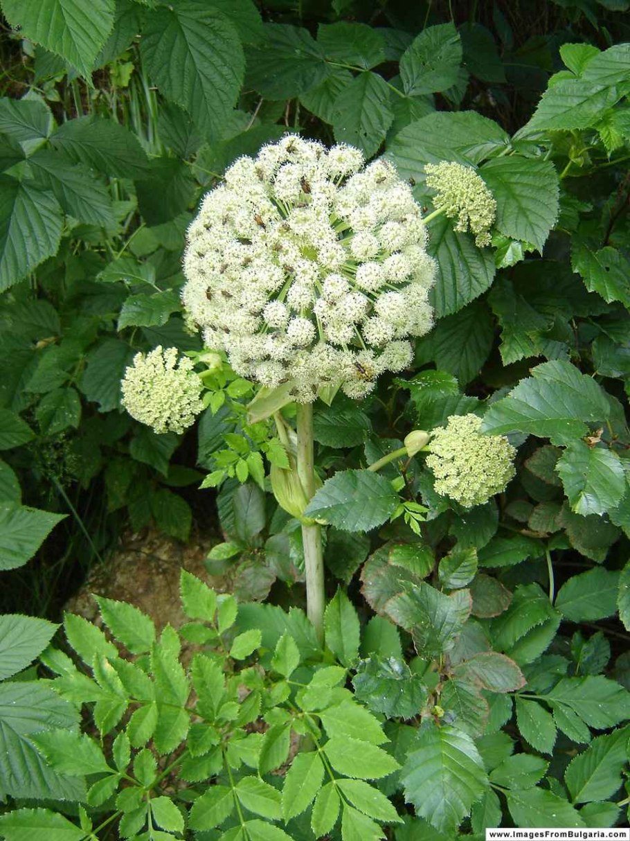 Дягиль (=Ангелика китайская)