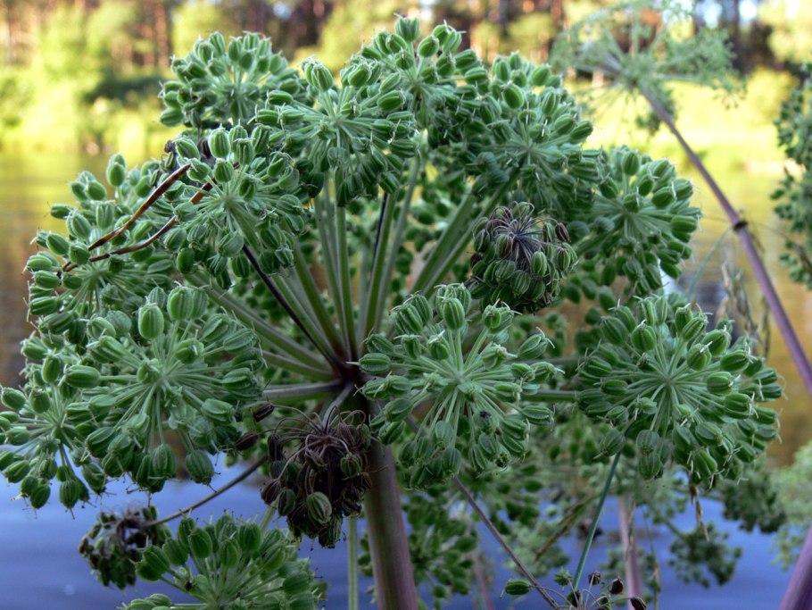 Дягиль Дудник лекарственный