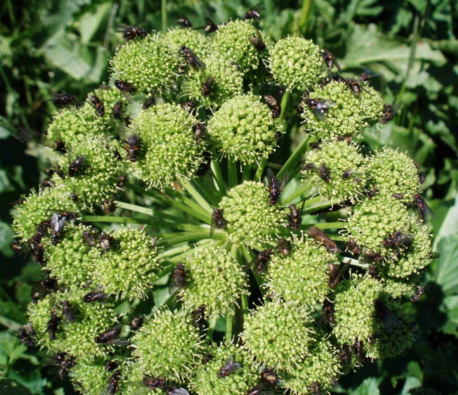 Дягиль медопродуктивность