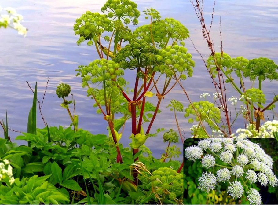 Angelica palustris