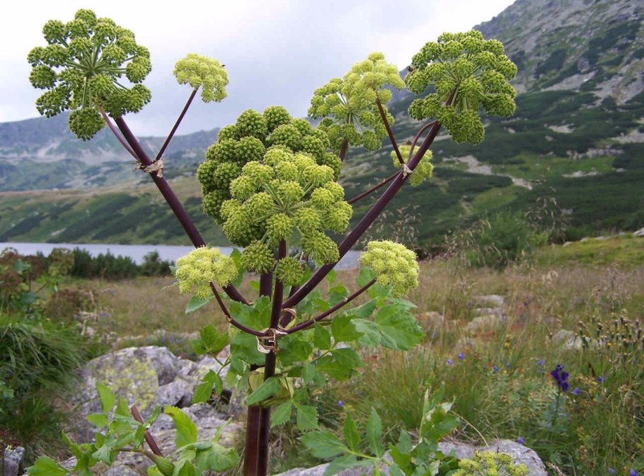 Дягиль – archangelica officinalis