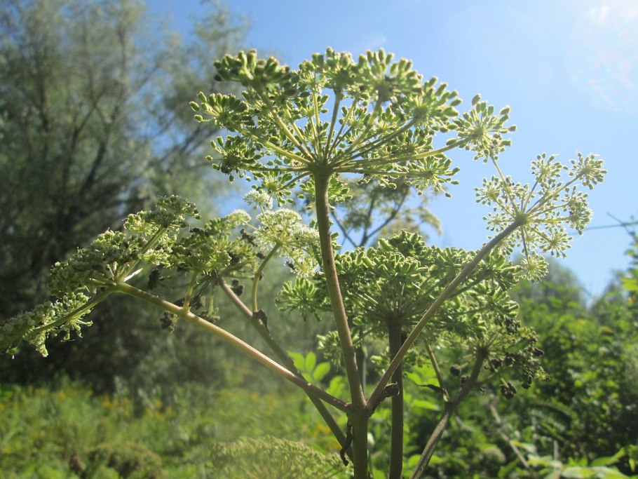 Angelica Sylvestris