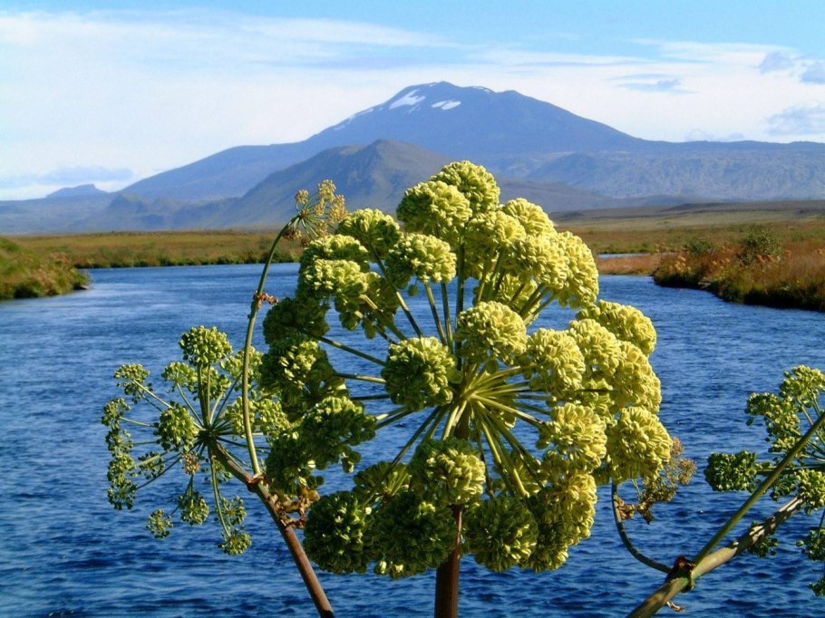 Дягиль лекарственный (Angelica archangelica)