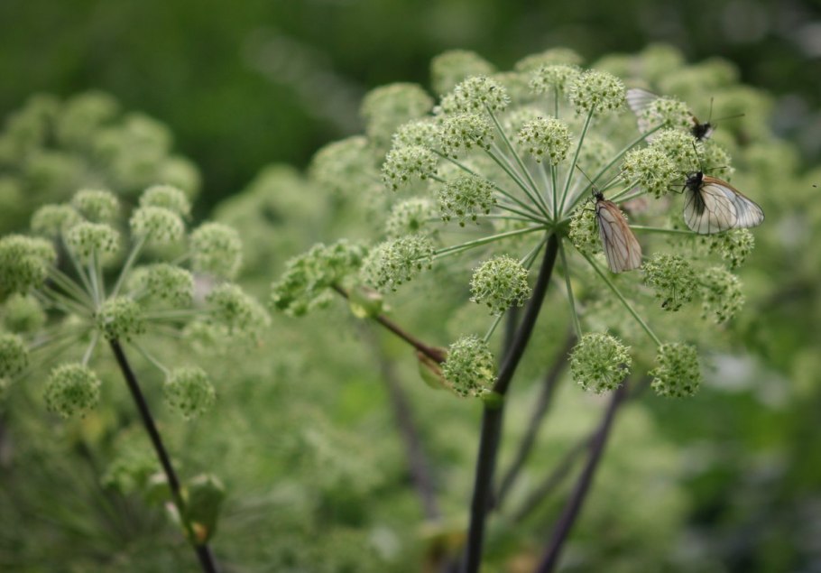 Дягиль Сибирский