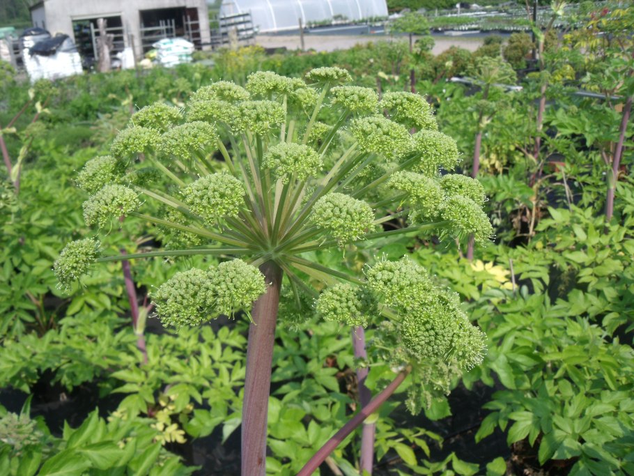 Дягиль мазь