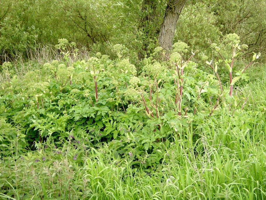 Таежная Ангелика