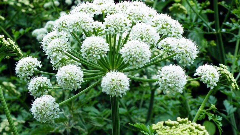 Тмин и дягиль