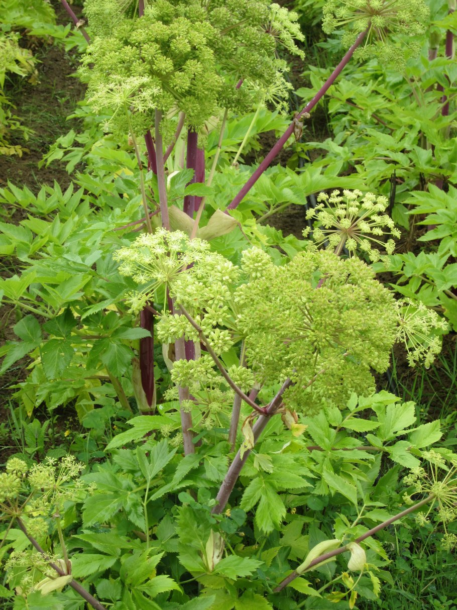 Дягиль аптечный