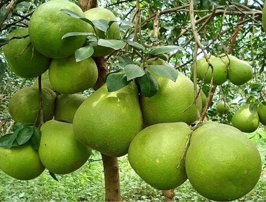 Памела фрукт на дереве