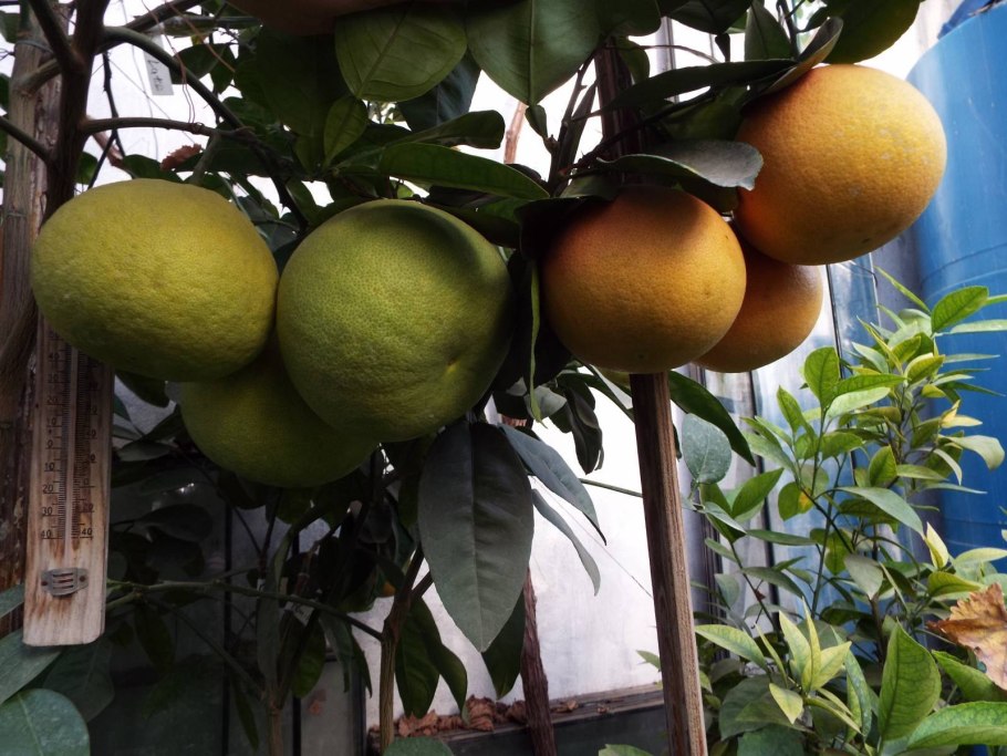 Помело растение